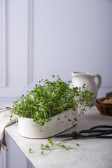 Microgreen in growing container, healthy trendy food