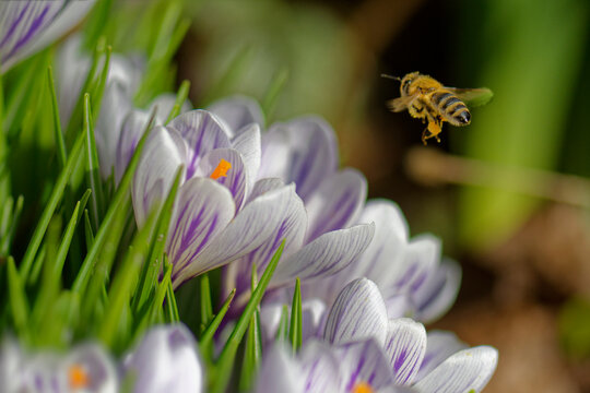 Close-up of a bee flying over purple crocus flowers, Germany