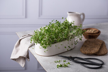 Microgreen in growing container, healthy trendy food