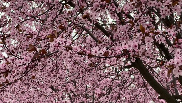 Spring pink flowers cherry blossom tree.