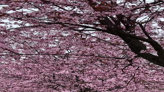 Pink cherry blossom tree.