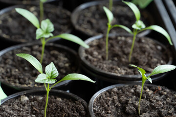 Green young seedlings of bell pepper, planted in the spring in the garden and a hand with a small rake, loosen the ground