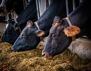 White and brown Cow in the stable at feeding time