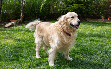 Funny Golden Retriever smiling