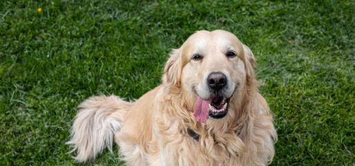 Funny Golden Retriever smiling