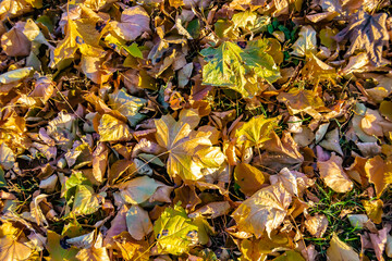 Photo on theme autumn abstract background of maple leaves falling on surface