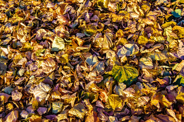 Photo on theme autumn abstract background of maple leaves falling on surface