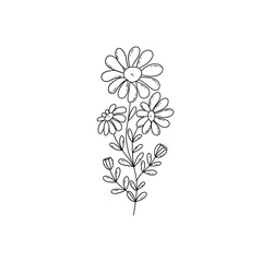 Chamomile flowers. Sprig with three blooming daisies and two buds. Black and white vector doodle style illustration hand drawn. Single floral element
