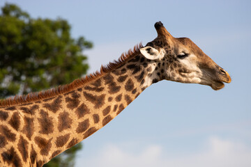 Sichtung einer Giraffe auf Safari in Südafrika