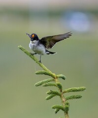 Vertical closeup shot of a Crowned Eastern Kingbird standing on a green plant