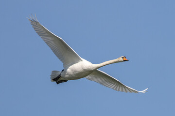 Mute swan, Cygnus olor flying over a lake in the English Garden in Munich, Germany
