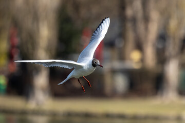 Fototapeta premium Black-Headed Gull, Chroicocephalus ridibundus in flight. Adult winter plumage