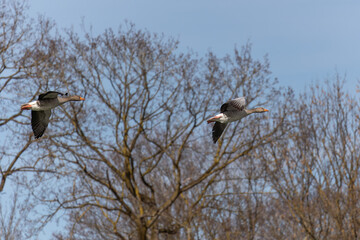 The flying greylag goose, Anser anser is a species of large goose