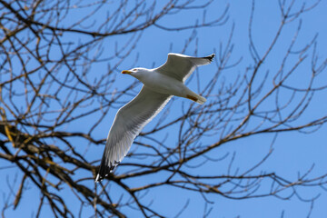 The European Herring Gull, Larus argentatus is a large gull. Here flying in the air.