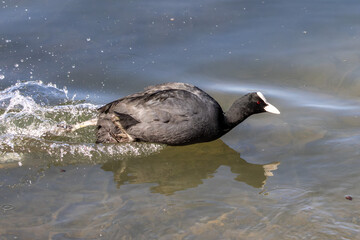 Eurasian coot, Fulica atra chasing each other by running across the water