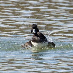 Fototapeta premium The tufted duck, Aythya fuligula, a diving duck spreading its wings on water on a Lake at Munich