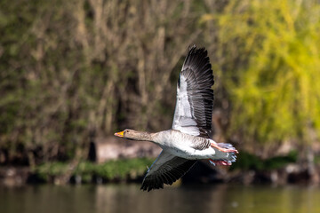 The flying greylag goose, Anser anser is a species of large goose