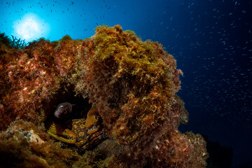 Moray eels hiding in the coral reef in the Canary islands