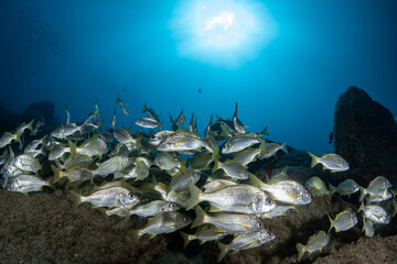 Fish schooling in the clear water of the Atlantic Ocean	