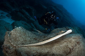 Scuba diver with giant butterfly ray - Gymnura altavela - Spiny butterfly ray