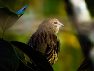 Naklejka premium bird on a branch