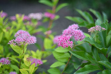 Pink flowers of Japanese spirea on a green bush in summer. Beautiful little pink spirea flowers.