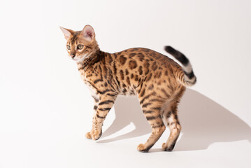 Portrait of bengal kitten on white background, studio shooting. Pet photo, tiger