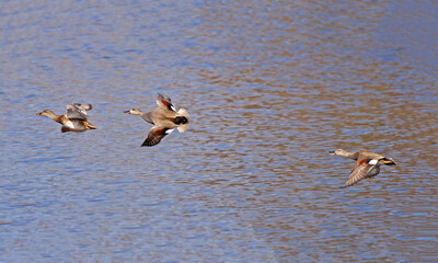 Gadwall Ducks in flight over water in Suffolk in the UK