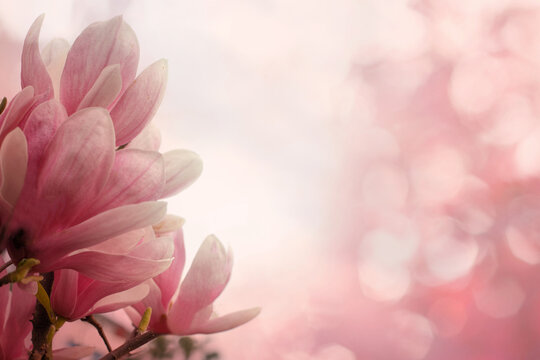 Natural pink magnolia flower in spring morning sun light. Floral spring background