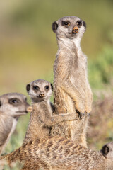 Fototapeta premium Erdmännchen in Oudtshoorn, Südafrika