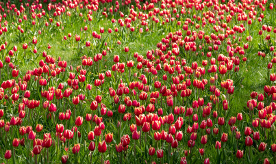 Stunning red and yellow tulips, photographed at Wisley garden, Surrey, UK, in early spring.