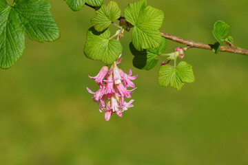 Closeup: Red flowers of a redflower currant (Ribes sanguineum). Family Grossulariaceae. Faded green garden as a background. Spring, April, Netherlands