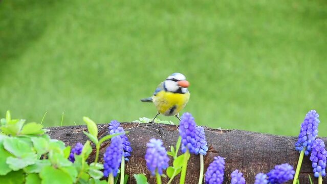 Blue tit bird pecking peanut, spring flowers nature setting