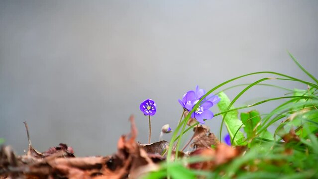 Hepatica nobilis with river background