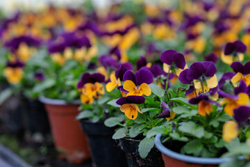 Colorful pansies (Viola Wittrockiana) blossom in the spring