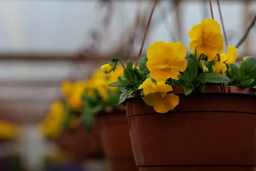 Foto op Plexiglas Yellow pansies (Viola Wittrockiana) in the pot blossom in the spring © Indra