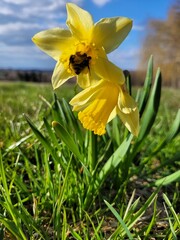 Pracowite owady © Katarzyna
