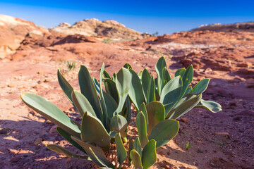 Petra w Jordanii. Zielone, pustynne rośliny na tle skał i błękitnego, bezchmurnego nieba.