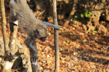 wild monkey jumping from a tree