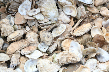 Background of lots of empty oyster shells with space for copy