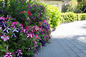 Modern design urban garden landscaping. Perennial ornamental shrubs, flowering plants, blooming...