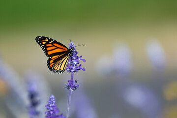 A Monarch Butterfly on a tall stem of Lavender Flower pollinating within a blooming garden, with a softly depicted background.