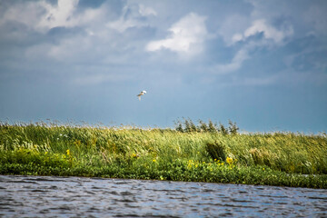 FLYING EGRET