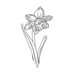 Spring line art narcissus flower ,isolate on white background