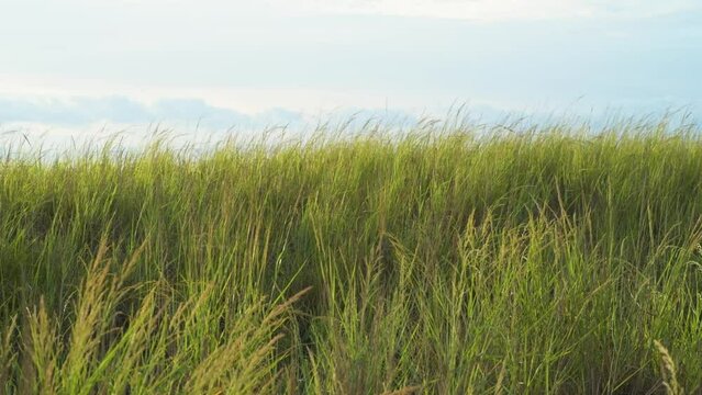 Closeup shot of high grass moving from wind against gloomy sky