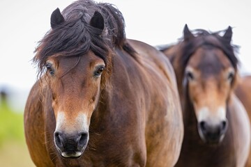 Fototapeta na wymiar Pair of North Swedish horses in Exmoor Park, looking at the camera