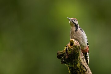 Great Spotted Himalayan Woodpecker in a selective focus shot.