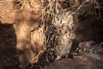 Eule im Karoo Nationalpark in Südafrika