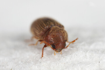 Biscuit, drugstore or bread beetle (Stegobium paniceum) adult stored product pest.