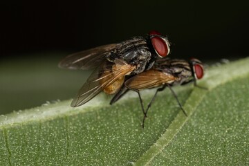 Closeup shot of two houseflies mating on a green leaf surface in a blurred background